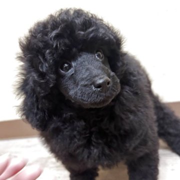 トイプードル(トイ)【長野県・男の子・2025年3月12日・ブラック】の写真「モリモリごはんも食べ元気いっぱいな男の子✨」