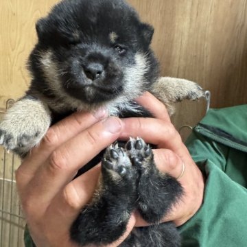 柴犬(標準サイズ)【長野県・女の子・2025年8月18日・黒】の写真「まん丸お顔の好奇心旺盛女子✨」