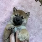 柴犬(標準サイズ)