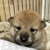 柴犬(標準サイズ)