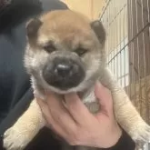 柴犬(標準サイズ)