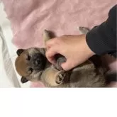 柴犬(標準サイズ)