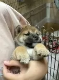 柴犬(標準サイズ)【長野県・女の子・2024年5月23日・赤】の写真2「抱っこが気持ちよくてウトウト………」