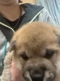 柴犬(標準サイズ)【長野県・女の子・2024年5月23日・赤】の写真2「スマホが気になってクンクンしてます」