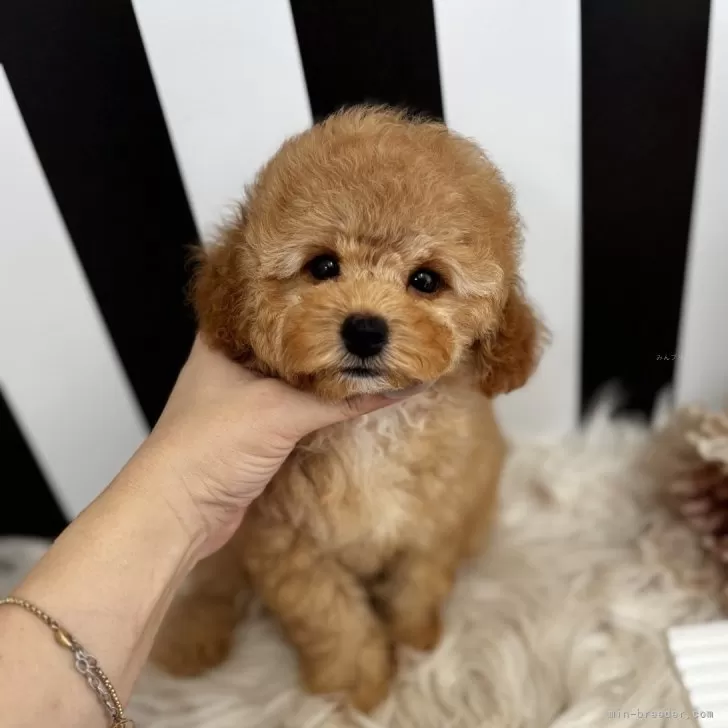 ID：2507-02840の子犬