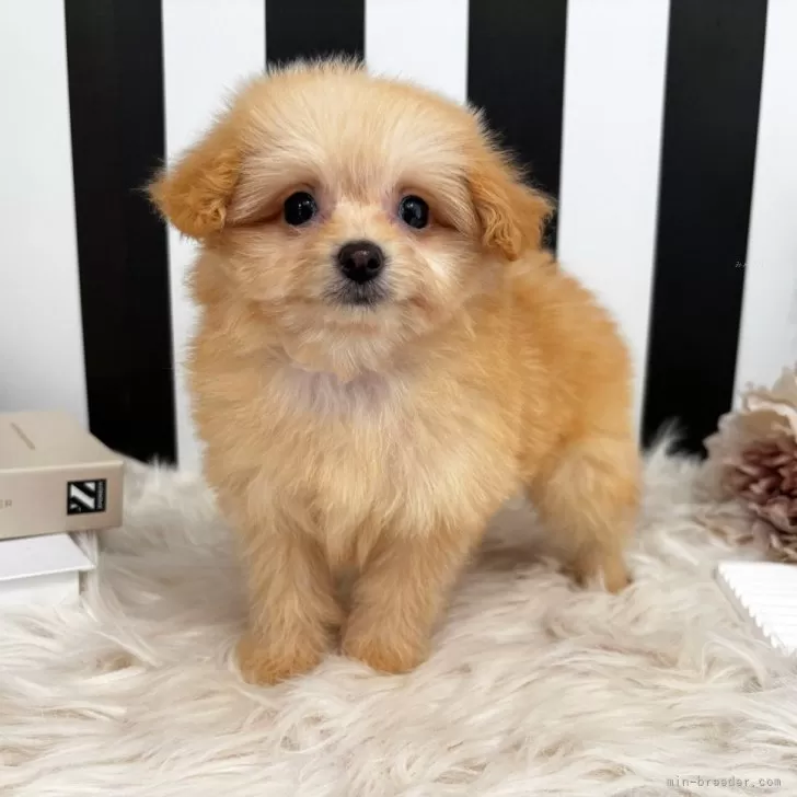 ID：2508-00662の子犬