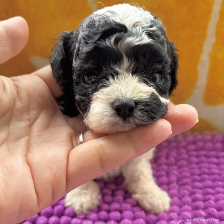 ビションプー(トイプードル×ビションフリーゼ)【和歌山県・男の子・2025年10月20日・ブラック&amp;ホワイト】の写真1