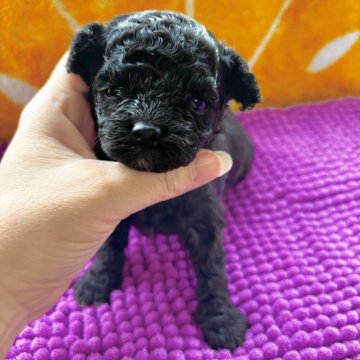 ビションプー(トイプードル×ビションフリーゼ)【和歌山県・男の子・2025年10月20日・ブラック】の写真「おめめクリクリ離れ目❤︎」