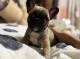 フレンチブルドッグ【熊本県・男の子・2025年9月8日・フォーン】の写真3