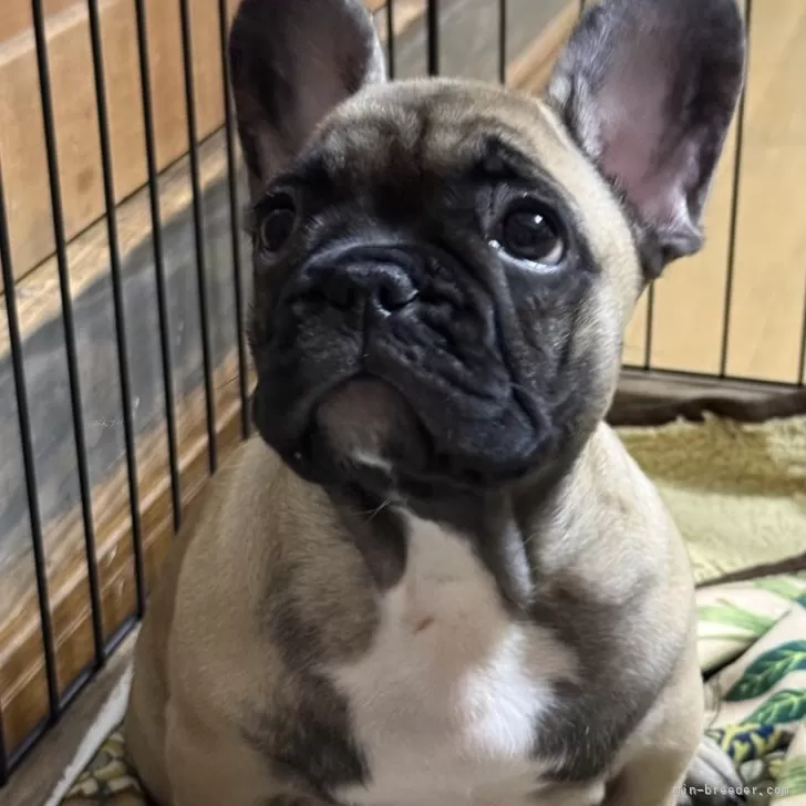 フレンチブルドッグ【熊本県・男の子・2025年9月8日・フォーン】の写真1「体重4.1キロになりました」