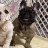 フレンチブルドッグ