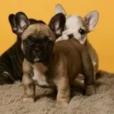 フレンチブルドッグ【熊本県・男の子・2025年9月8日・フォーン】の写真6