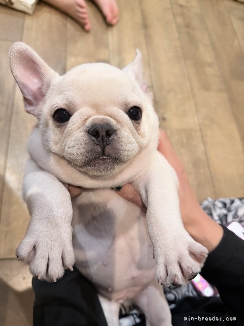 大森優輔ブリーダー