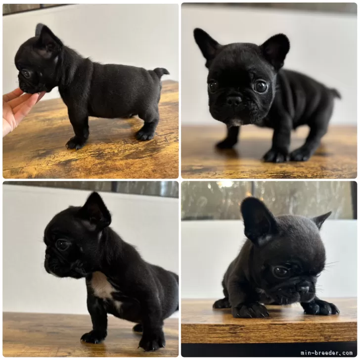 ID:2502-00675の子犬
