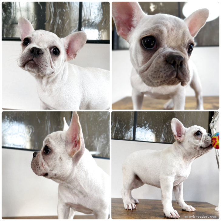 ブリーダー画像