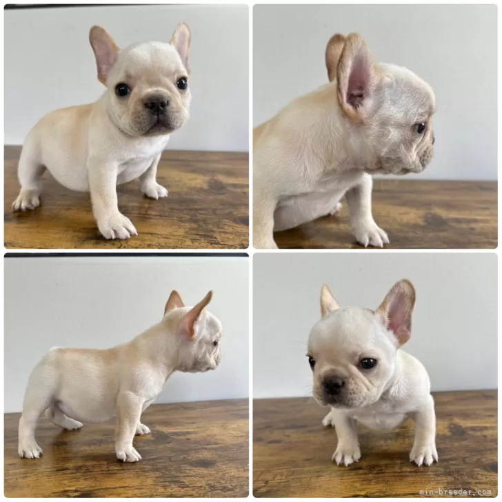 ID：2507-05056の子犬