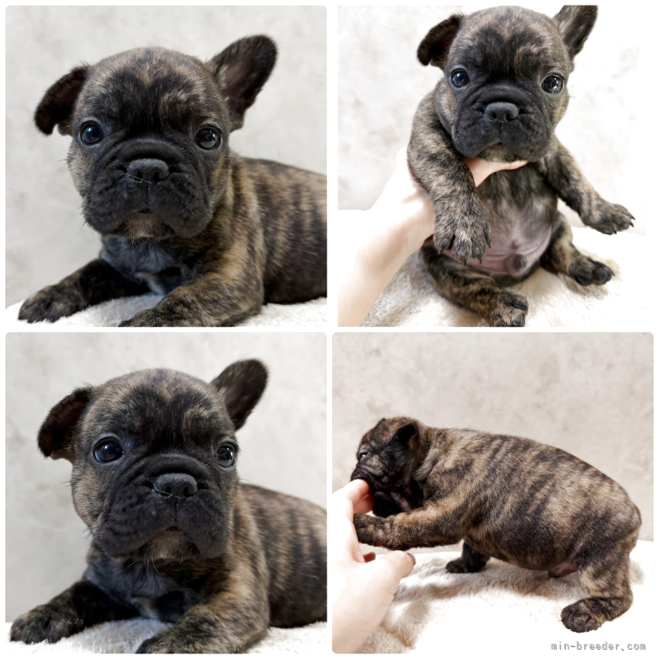 ブリーダー画像