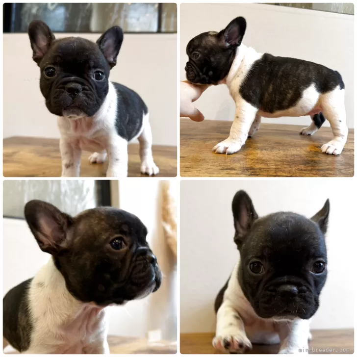 フレンチブルドッグ【岡山県・女の子・2025年10月5日・パイド】の写真1「唯一無二😉個性的な女の子😎耳がちょっと前に立ちました🔥」