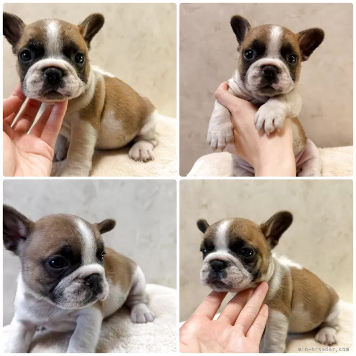 フレンチブルドッグ【岡山県・男の子・2025年10月5日・フォーン&amp;ホワイト】の写真1「可愛いくて色の入り方も綺麗✨耳が立ちました😊」