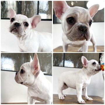 フレンチブルドッグ【岡山県・女の子・2025年8月6日・クリーム】の写真「これからの成長が楽しみ✨可愛いクリームの女の子😊」