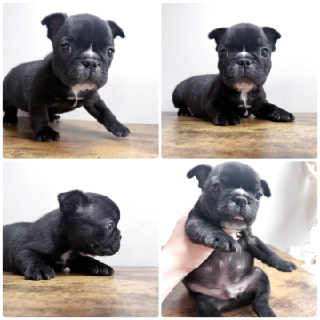 フレンチブルドッグ【岡山県・男の子・2025年9月6日・ブリンドル】の写真「お鼻の上に白いワンポイント✨元気いっぱいの男の子✨」