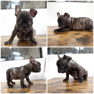 フレンチブルドッグ【岡山県・男の子・2025年9月6日・ブリンドル】の写真「綺麗なタイガーブリンドルの男の子✨」