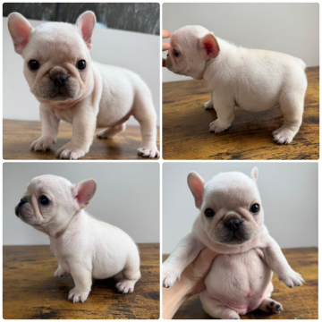 フレンチブルドッグ【岡山県・女の子・2025年8月17日・クリーム】の写真「小ぶりでショートボディのとても可愛い女の子✨」