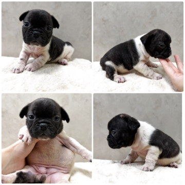 フレンチブルドッグ【岡山県・女の子・2025年10月5日・パイド】の写真「これぞほんとのブラックマスク😉小ぶりの女の子✨」