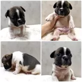 フレンチブルドッグ