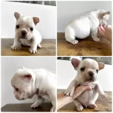 フレンチブルドッグ