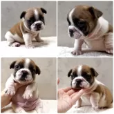 フレンチブルドッグ