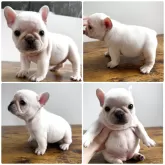 フレンチブルドッグ