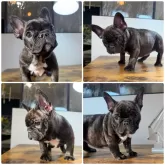 フレンチブルドッグ