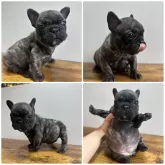 フレンチブルドッグ