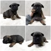 フレンチブルドッグ