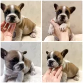 フレンチブルドッグ