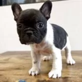 フレンチブルドッグ【岡山県・女の子・2025年10月5日・パイド】の写真2