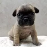 フレンチブルドッグ【岡山県・男の子・2025年10月5日・フォーン】の写真2