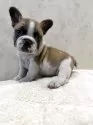 フレンチブルドッグ【岡山県・男の子・2025年10月5日・フォーン&ホワイト】の写真6
