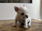 フレンチブルドッグ【岡山県・女の子・2024年11月9日・クリーム】の写真8