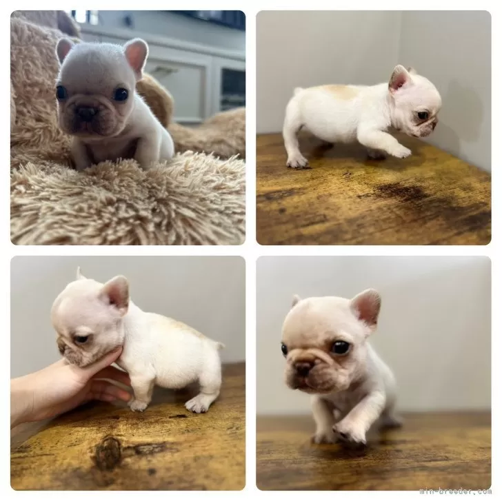 ID:2403-05782の子犬