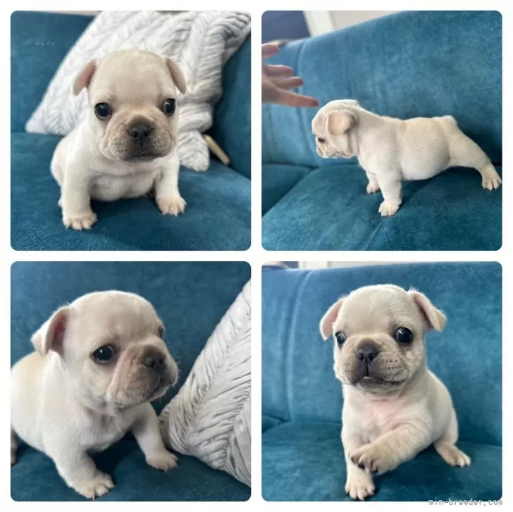 ID:2407-04329の子犬