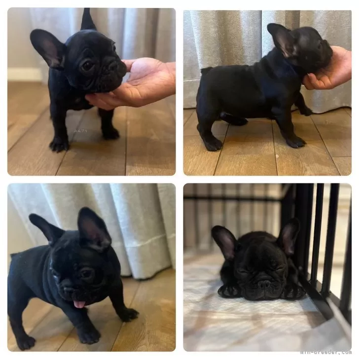 ID：2408-05465の子犬