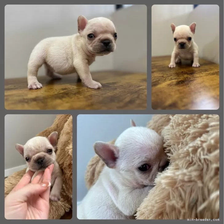 ID:2402-04871の子犬