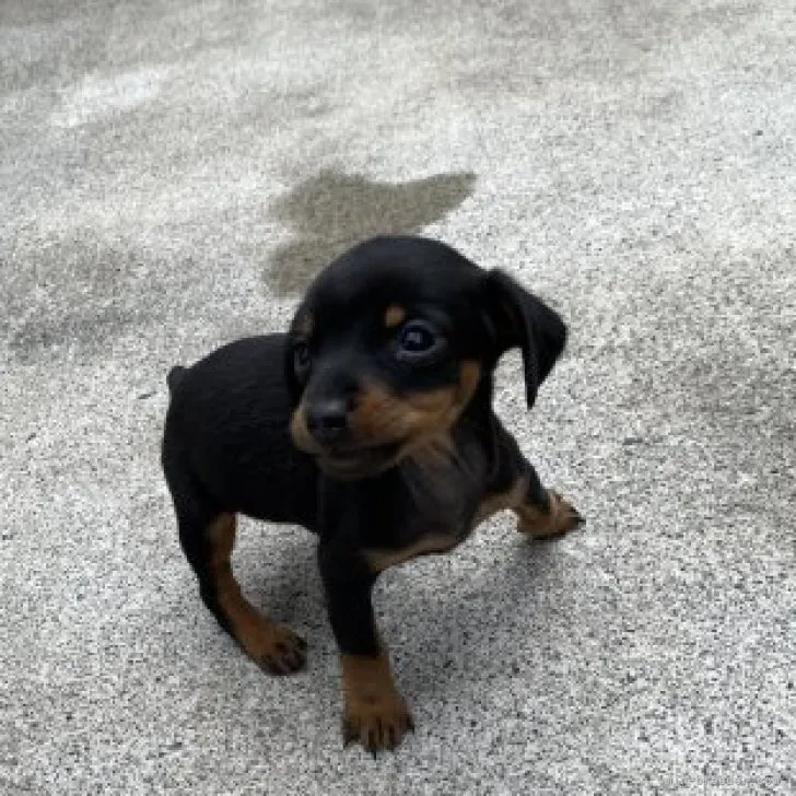 ID：2306-01101の子犬