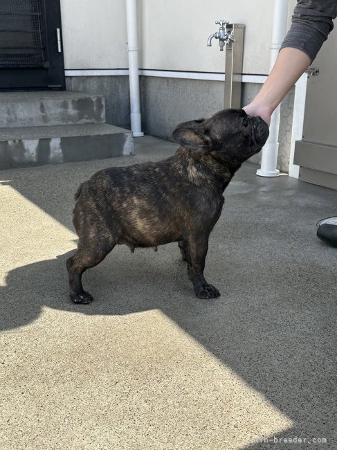 フレンチブルドッグ【・女の子・2021年4月25日・ブリンドル】