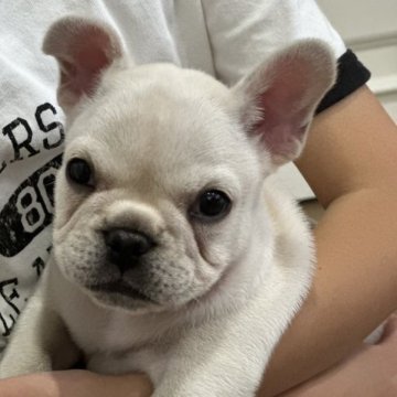 フレンチブルドッグ【岡山県・女の子・2023年4月3日・クリーム】の写真「色素もバッチリ👌ムチムチな女の子✨」