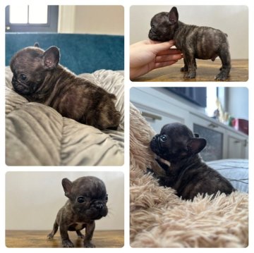 フレンチブルドッグ【岡山県・男の子・2024年1月9日・ブリンドル】の写真「兄妹犬の中でも1番小さい極小の男の子✨」