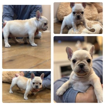 フレンチブルドッグ【岡山県・男の子・2023年11月15日・クリーム】の写真「コロコロムチムチの可愛い男の子✨」