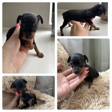 ミニチュアピンシャー【岡山県・女の子・2023年6月16日・ブラック&タン】の写真「小ぶりで可愛い女の子✨」